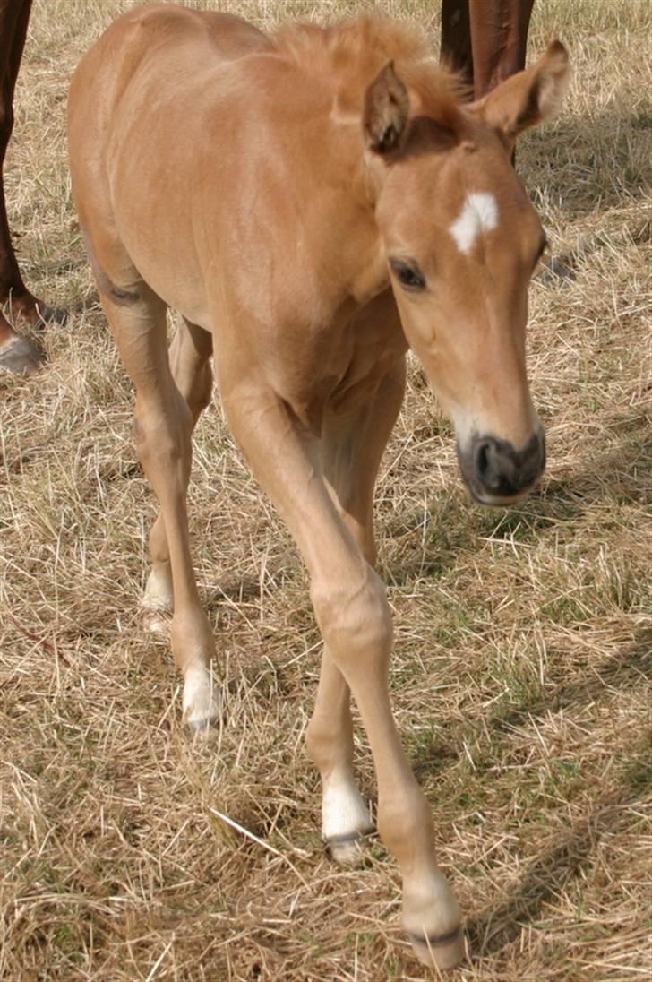 Palomino ACCOY OF TWILIGHT - Juli 2009 billede 15