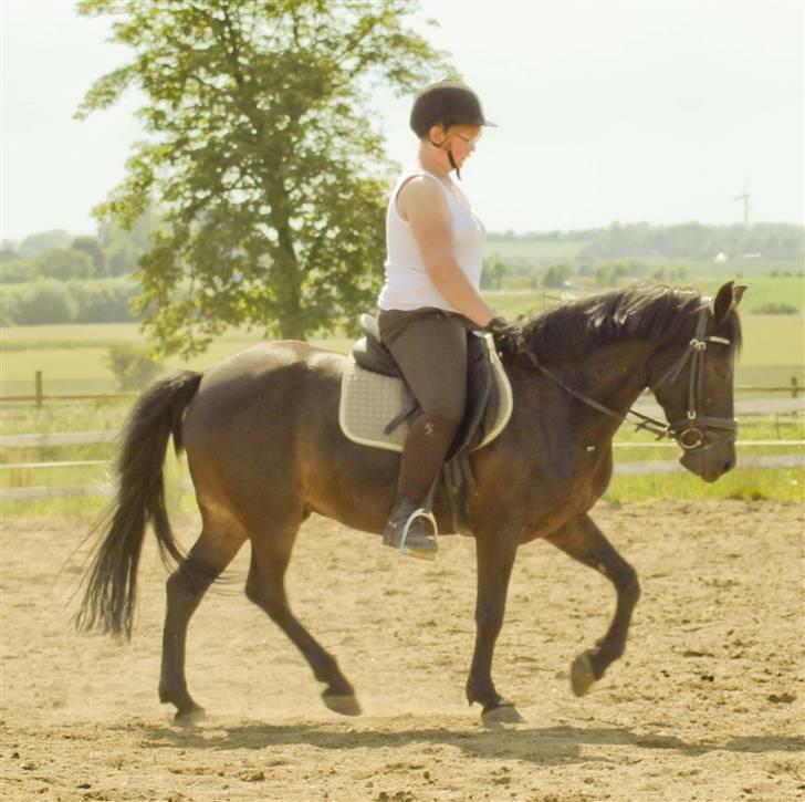 Anden særlig race Kila´s Sambo (SOLGT) - dressur undervisning<3 billede 10