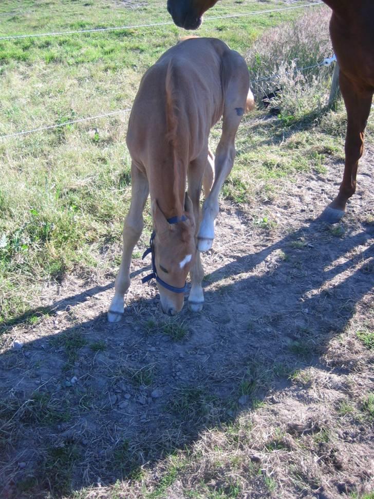 Palomino ACCOY OF TWILIGHT - De skide fluer : /    Juli 2009 billede 17