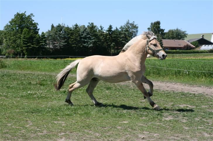 Fjordhest Aks Frølunde billede 1