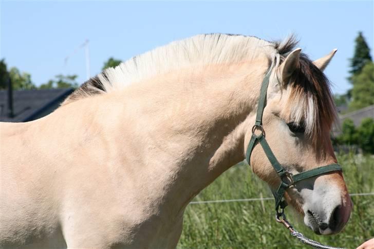 Fjordhest Aks Frølunde billede 2