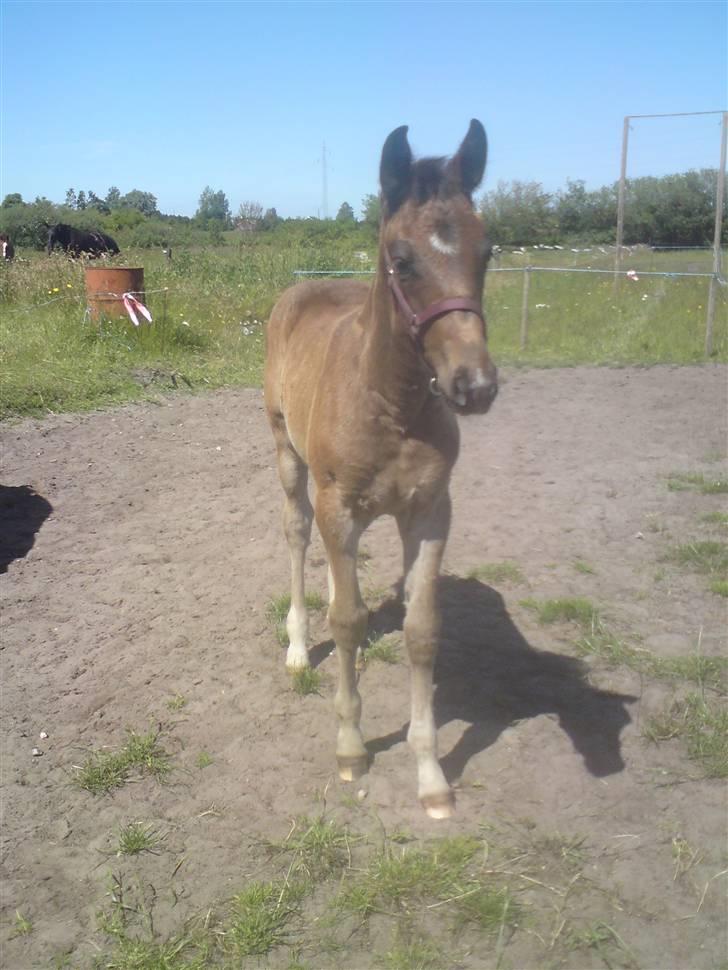 Oldenborg Annebell billede 1