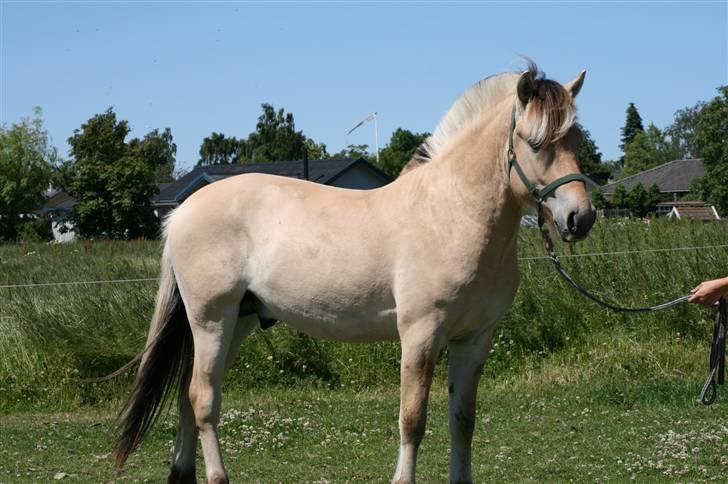 Fjordhest Aks Frølunde billede 3