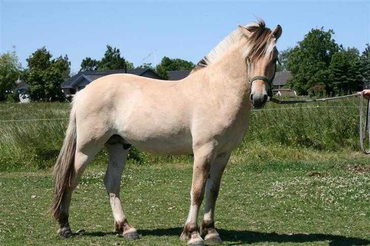 Fjordhest Aks Frølunde billede 4