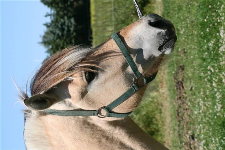 Fjordhest Aks Frølunde billede 5