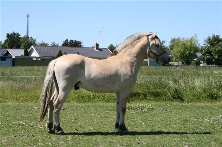 Fjordhest Aks Frølunde billede 6