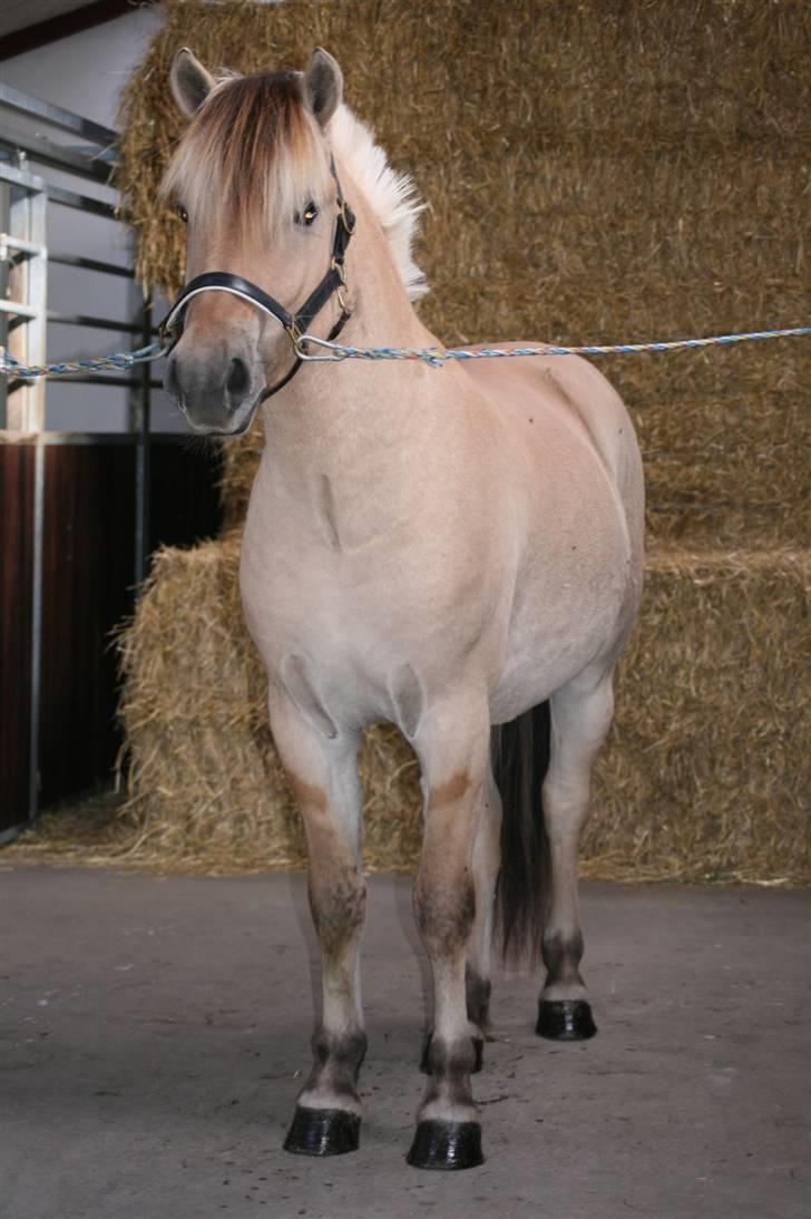 Fjordhest Aks Frølunde billede 7