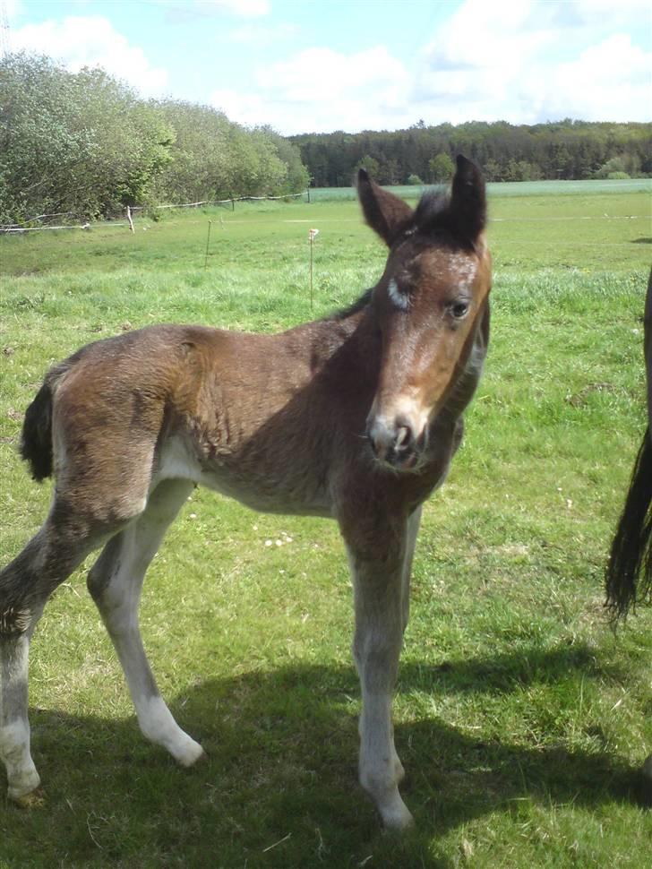 Oldenborg Annebell billede 6