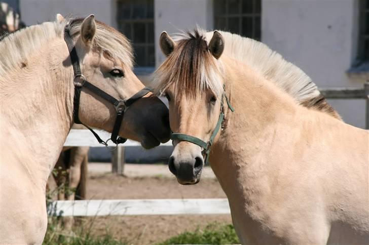 Fjordhest Aks Frølunde billede 8