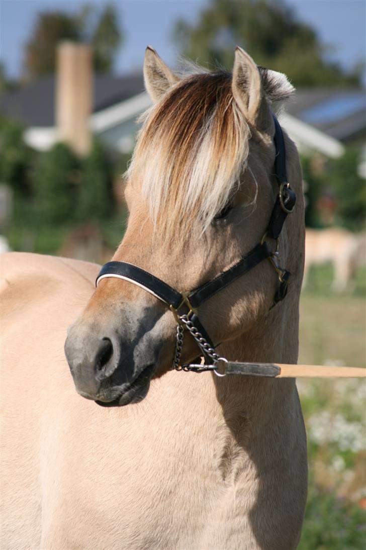 Fjordhest Aks Frølunde billede 9