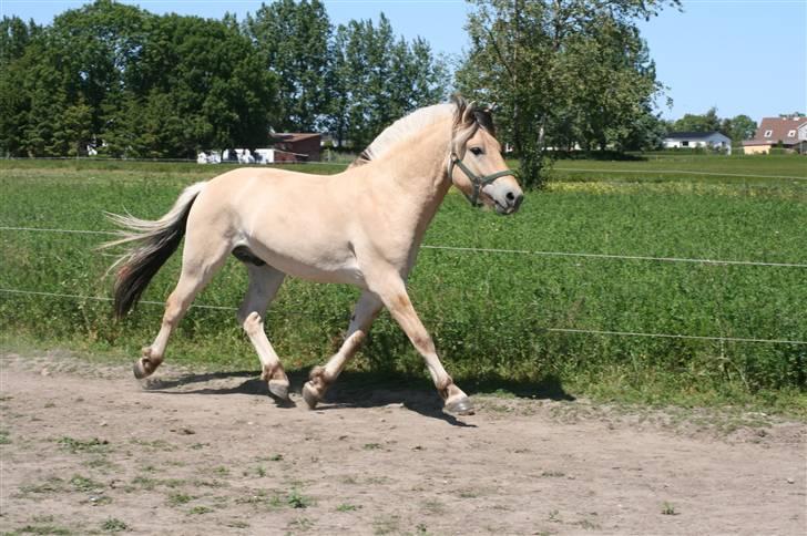 Fjordhest Aks Frølunde billede 10