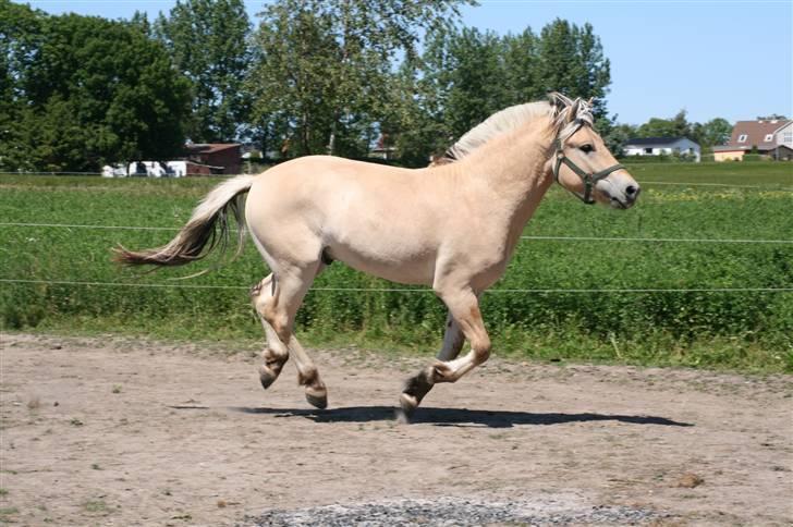 Fjordhest Aks Frølunde billede 11