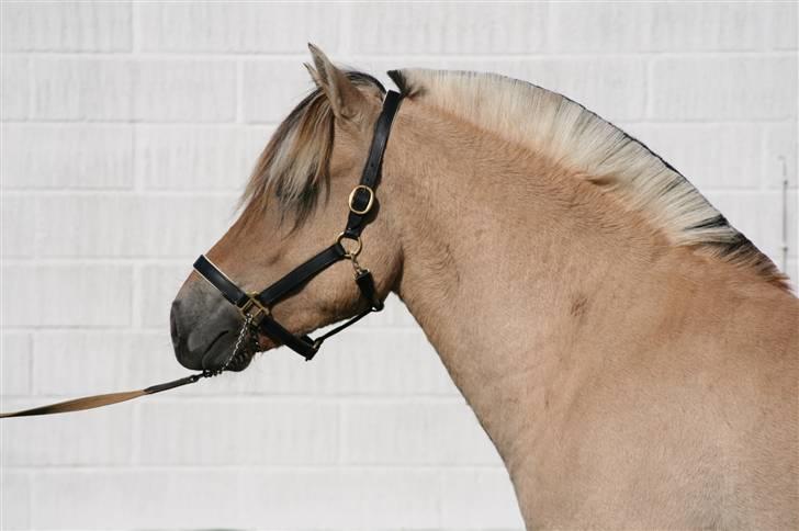 Fjordhest Aks Frølunde billede 12