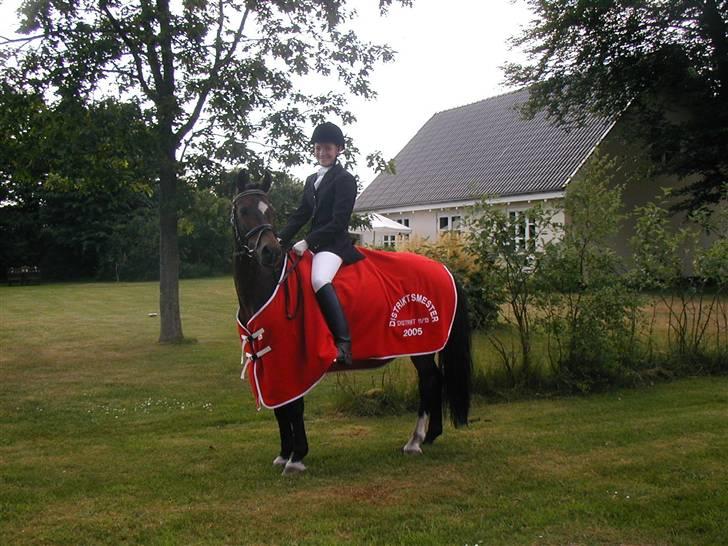 Welsh Pony af Cob-type (sec C) Gribsvads Dareky  billede 5
