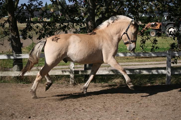 Fjordhest Aks Frølunde billede 13