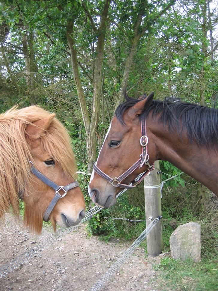 Islænder Reddi - Reddi og Freja billede 8