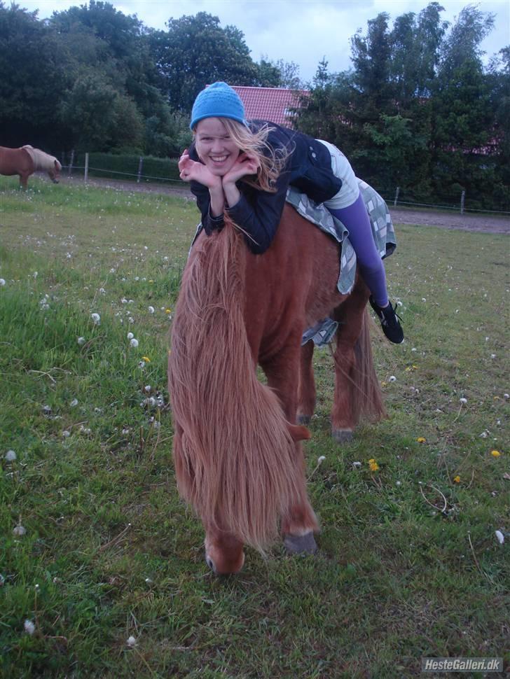 Islænder Reddi - Sjov på fold..XD sagde jo han finder sig i alt.. billede 9