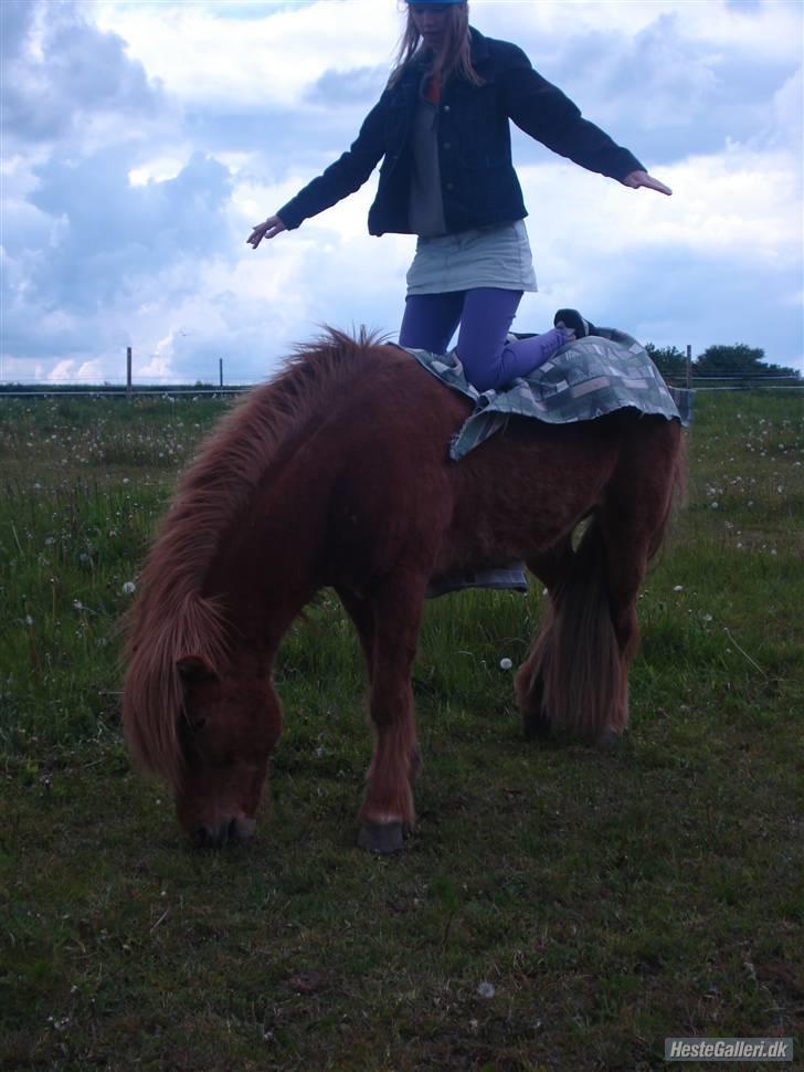 Islænder Reddi - Mig og Reddi (sjov på fold, kan også stå på ham) billede 10