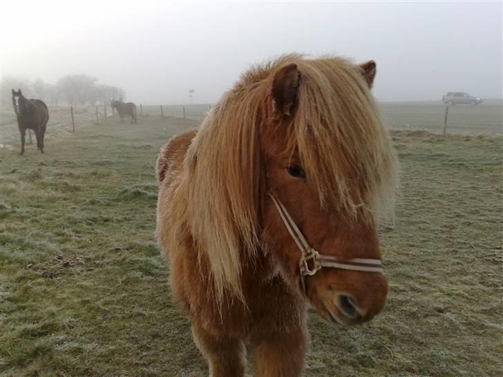 Islænder Reddi - Det er ret koldt.. Pruu billede 11