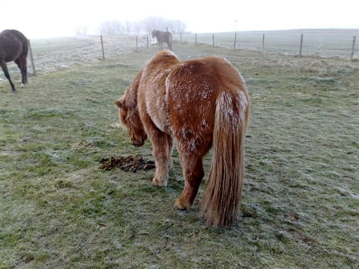 Islænder Reddi - Det er ret koldt.. Pruu billede 12