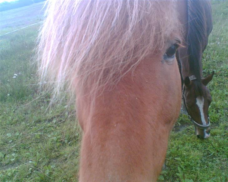 Islænder Reddi billede 13