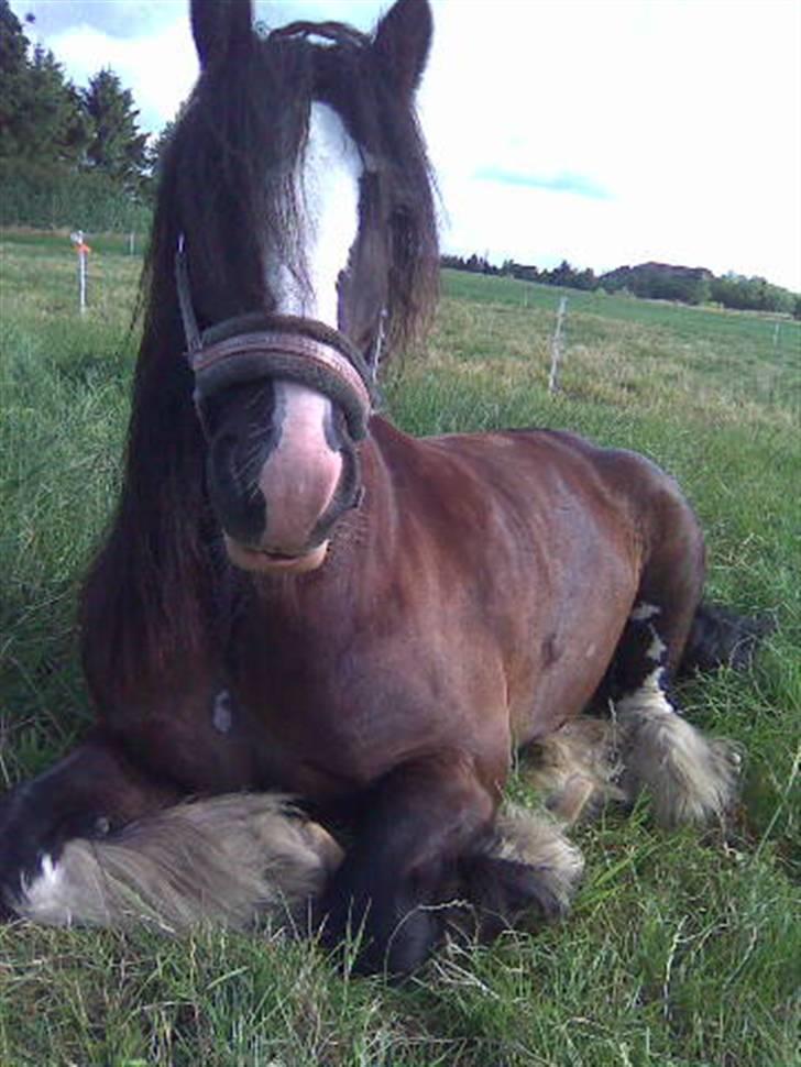 Irish Cob Chip - Chip sommer 2008 billede 3