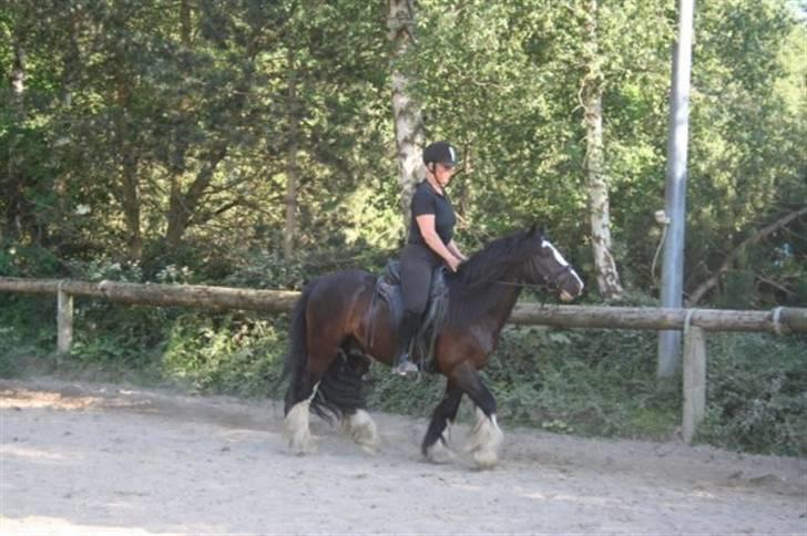 Irish Cob Chip - efter 8 ugers ridning billede 4