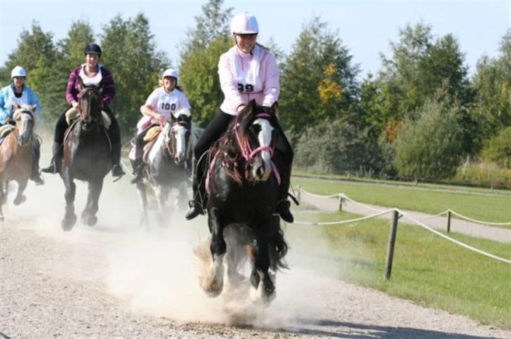 Irish Cob Chip - vores 1. distancestævne billede 5