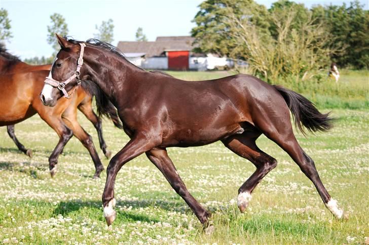 Dansk Varmblod Zantos Roest (mors) SOLGT - (1 år gammel) billede 11