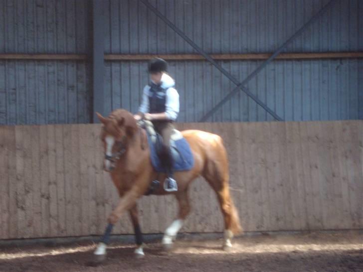 Oldenborg Pandoer - SOLGT :'( billede 3