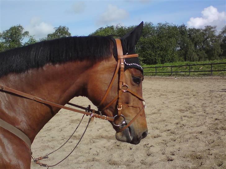 Dansk Varmblod *Hoeck´S Cirkeline* R.I.P :'( - til stævne på BAL  foto:mig billede 6