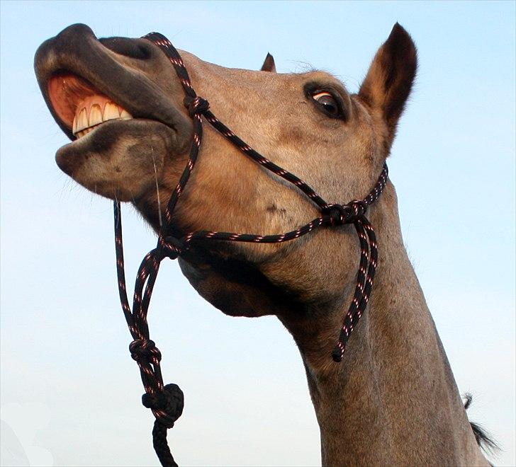 Welsh Cob (sec D) Ocebio <3 - SMIL!! Foto. Mig  billede 8