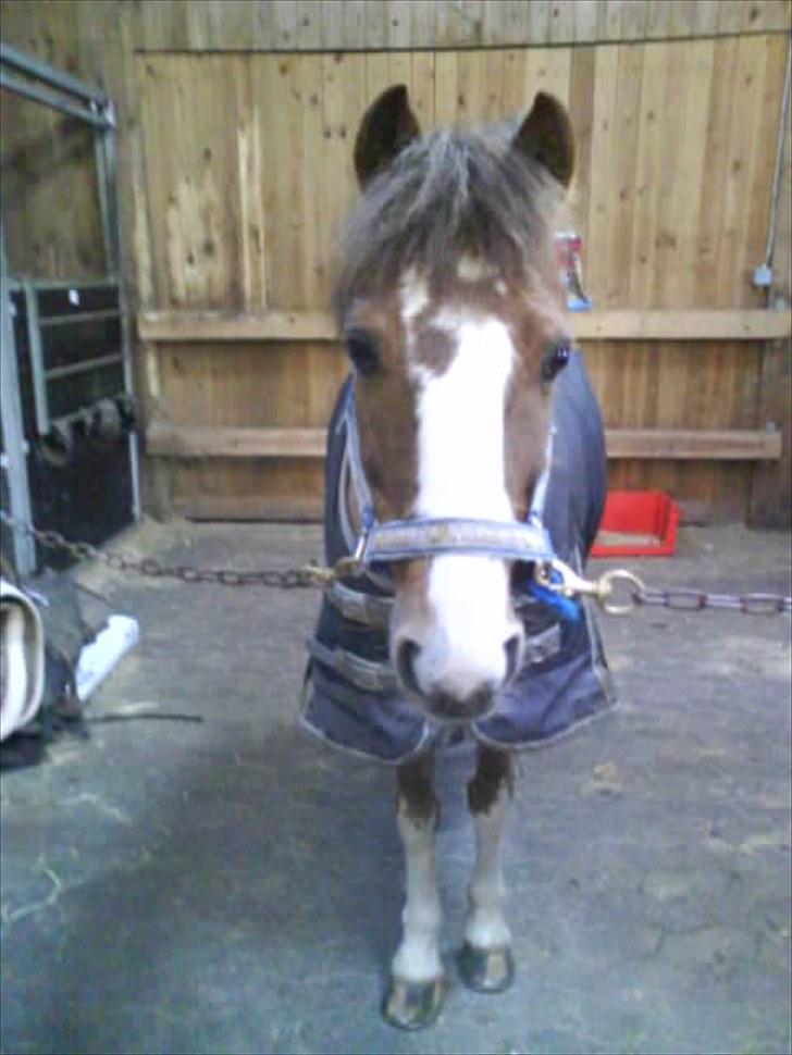Anden særlig race BamBam *Solgt* ;( - På staldgangen :P billede 15