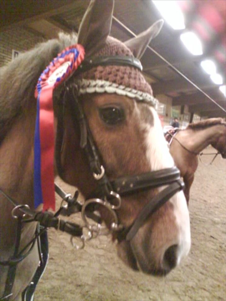 Anden særlig race BamBam *Solgt* ;( - Bamse med sin fine roset :D <3 billede 16