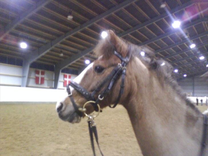 Anden særlig race BamBam *Solgt* ;( - Bamse :P billede 19