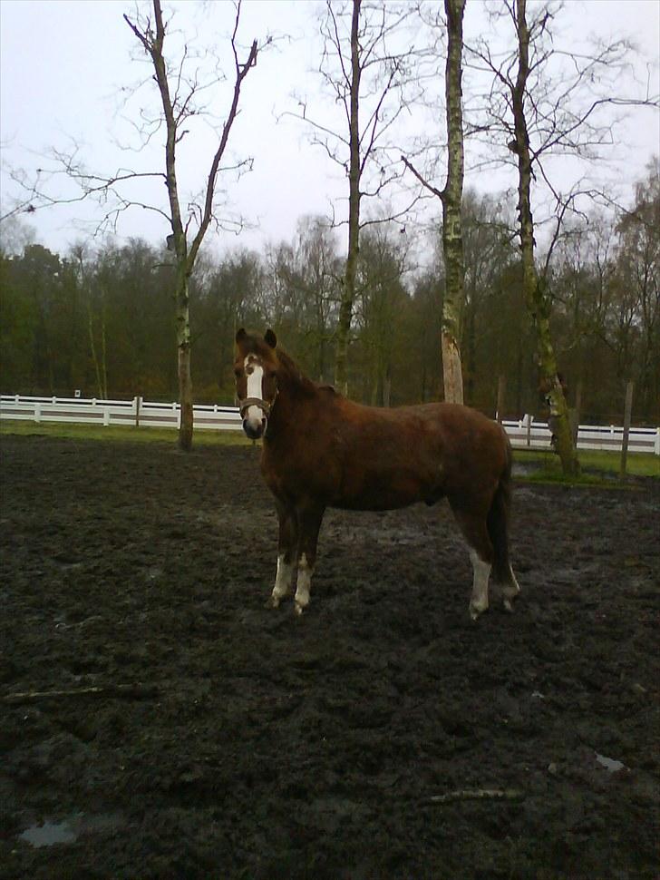 Anden særlig race BamBam *Solgt* ;( - På fold :D billede 20