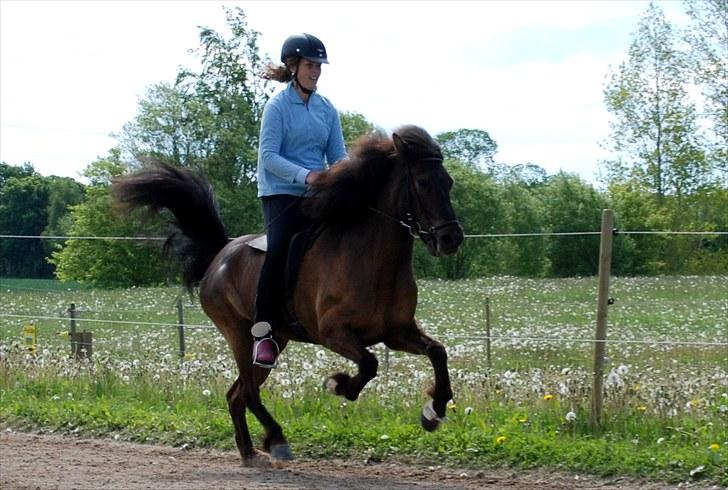 Islænder | Þerna fra Lærkegården<3 - 5| Tullen i galop til 6.5 :) Foto: Lykke<3 Juni 2010 billede 6