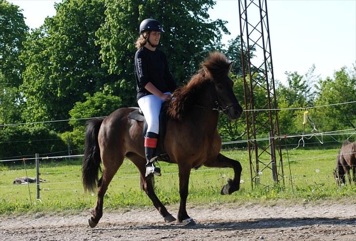 Islænder | Þerna fra Lærkegården<3 - 13| Arbejdstempo tölt til 5.5. (-0,5 for høj form) Foto: Stine :* billede 11