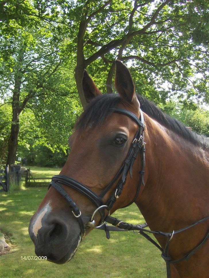 Anden særlig race Gilbert - Foto: mor billede 5