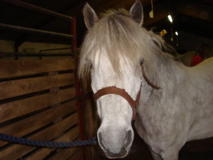 Anden særlig race Charlie - En smuk pony der tigger om gullerødder<33 billede 1