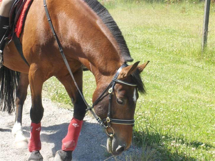 Anden særlig race Ari * R.I.P* :'( - Ari <3 foto; Sally <3 billede 13