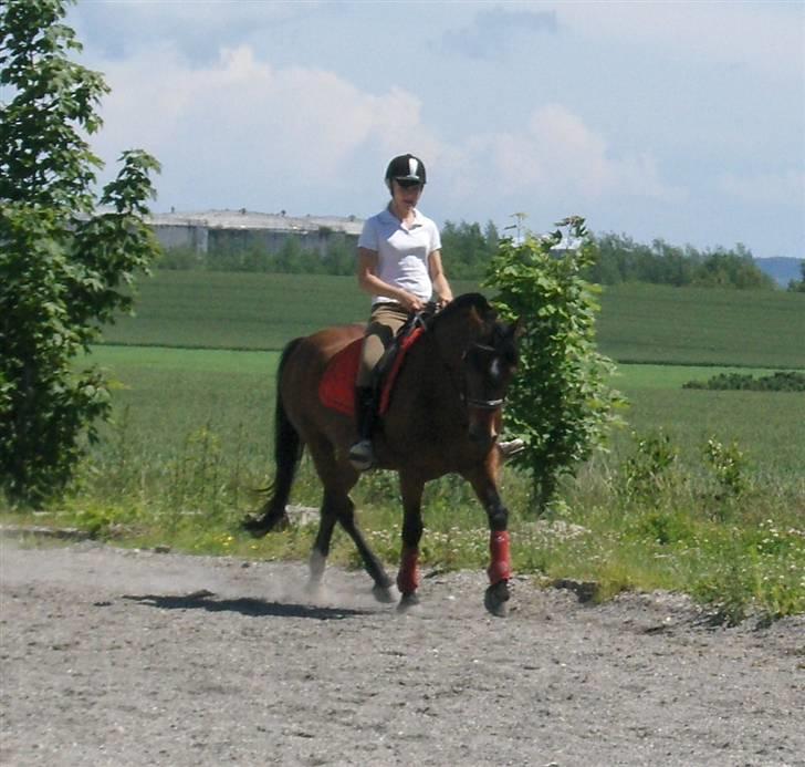 Anden særlig race Ari * R.I.P* :'( - Dressur, Foto Sally <3 billede 14