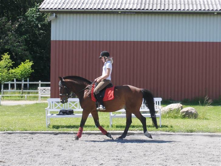 Anden særlig race Ari * R.I.P* :'( - Dressur, Foto Sally <3 billede 15