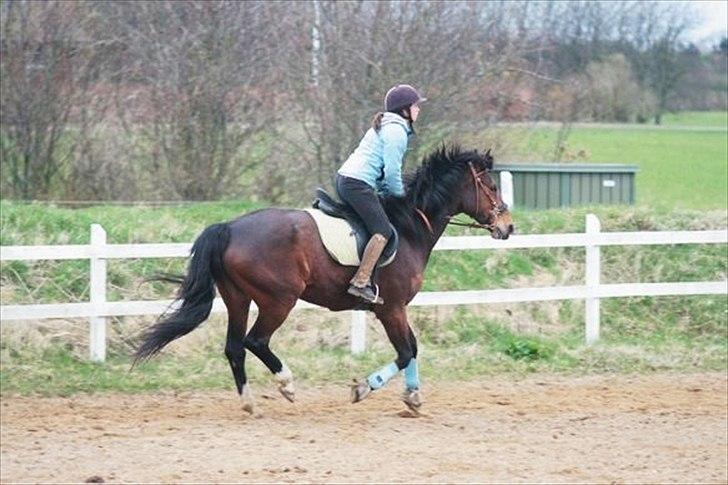 Dansk Varmblod Starlight Elm - 8. Galop, med flot bæring i ryggen! - d. 13 april 2011 billede 10