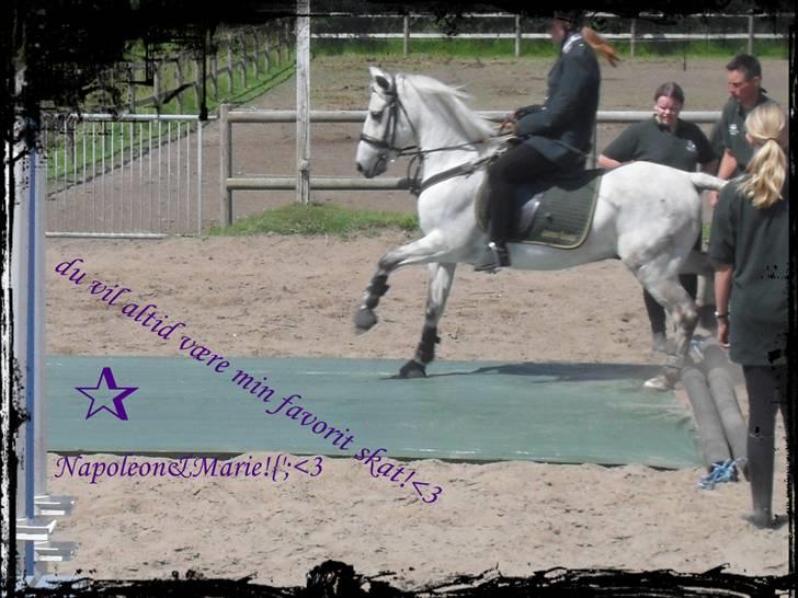 Anden særlig race Napoleon rideskole!SOLGT  - opvisning med showholdet i;  billede 16