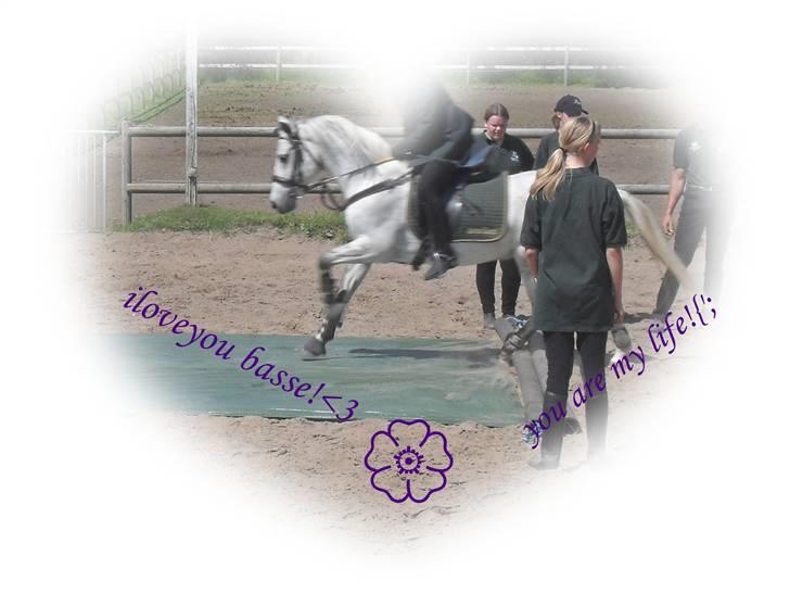 Anden særlig race Napoleon rideskole!SOLGT  - opvisning med showholdet igen :) billede 17