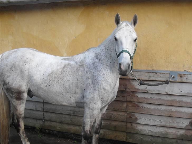 Anden særlig race Napoleon rideskole!SOLGT  - dagen inden opvisninge, lige blevet spulet i; loove you. billede 18