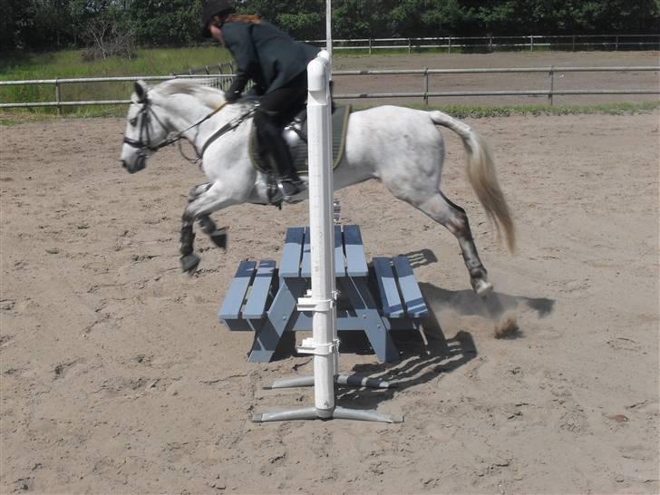 Anden særlig race Napoleon rideskole!SOLGT  - vi springer bordet :D han er så dygtig<3 billede 19