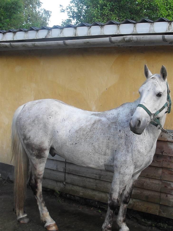 Anden særlig race Napoleon rideskole!SOLGT  - igen dagen inden opvisningen <3 billede 20