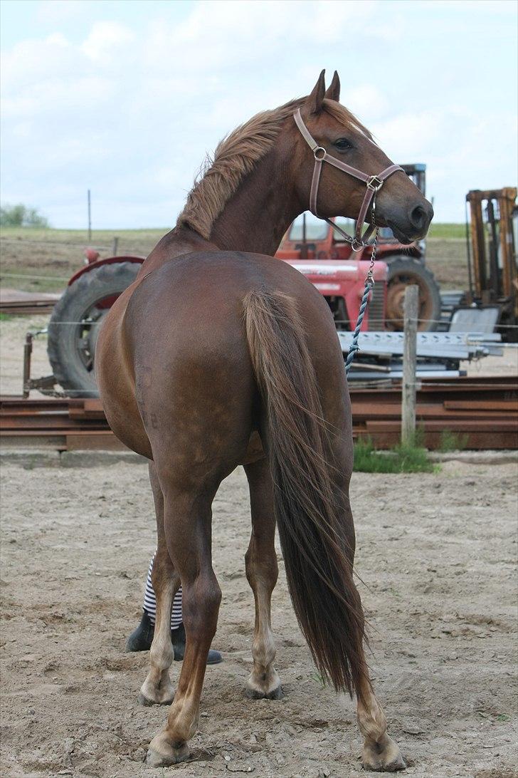 Pinto Red Coat Charfilo *Cody* billede 6